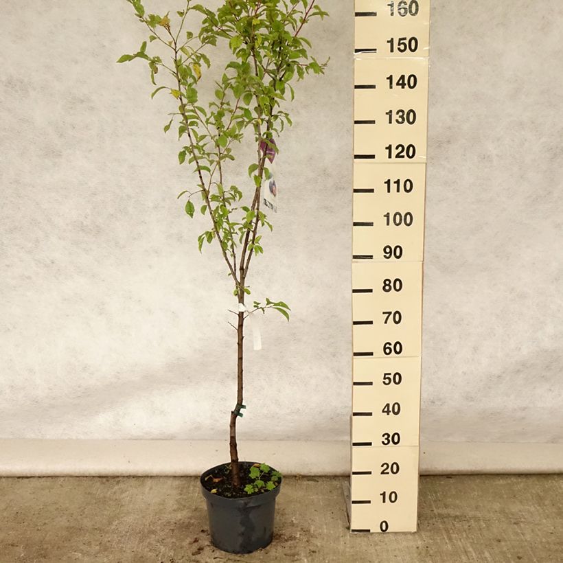 Exemplar von Süßkirsche Burlat - Prunus avium Topf mit 7,5L/10L, Gobelet-Form wie im Sommer geliefert