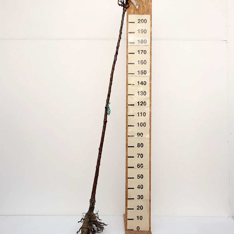 Exemplar von Süßkirsche Burlat - Prunus avium Wurzelnackt, Hochstamm wie im Winter geliefert