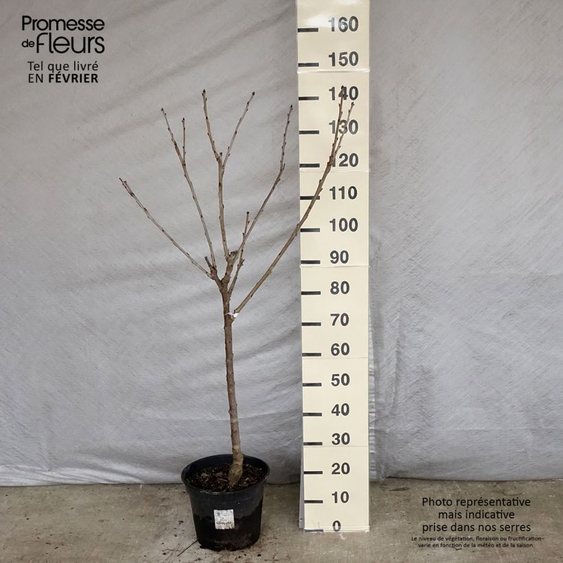 Exemplar von Süßkirsche Coeur de Pigeon - Prunus avium Topf mit 7,5L/10L, Gobelet-Form wie im Winter geliefert