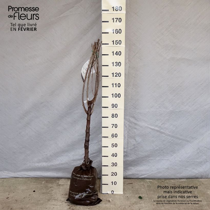 Exemplar von Süßkirsche Saint Jean 'Gardel' - Prunus avium Plug "Fertig-zum-Pflanzen", Gobelet-Form wie im Winter geliefert