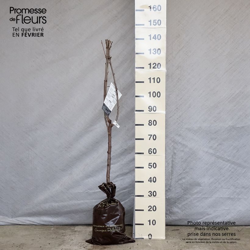 Exemplar von Süßkirsche Délice de Malicorne ‘Agoudel’ - Prunus avium Plug "Fertig-zum-Pflanzen", Gobelet-Form wie im Winter geliefert