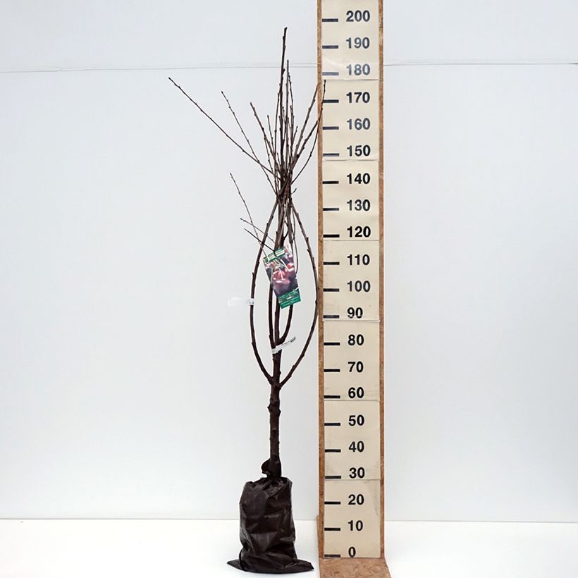 Exemplar von Süßkirsche Délice de Malicorne ‘Agoudel’ - Prunus avium Ballenware "Fertig-zum-Pflanzen", Gobelet-Form wie im Herbst geliefert