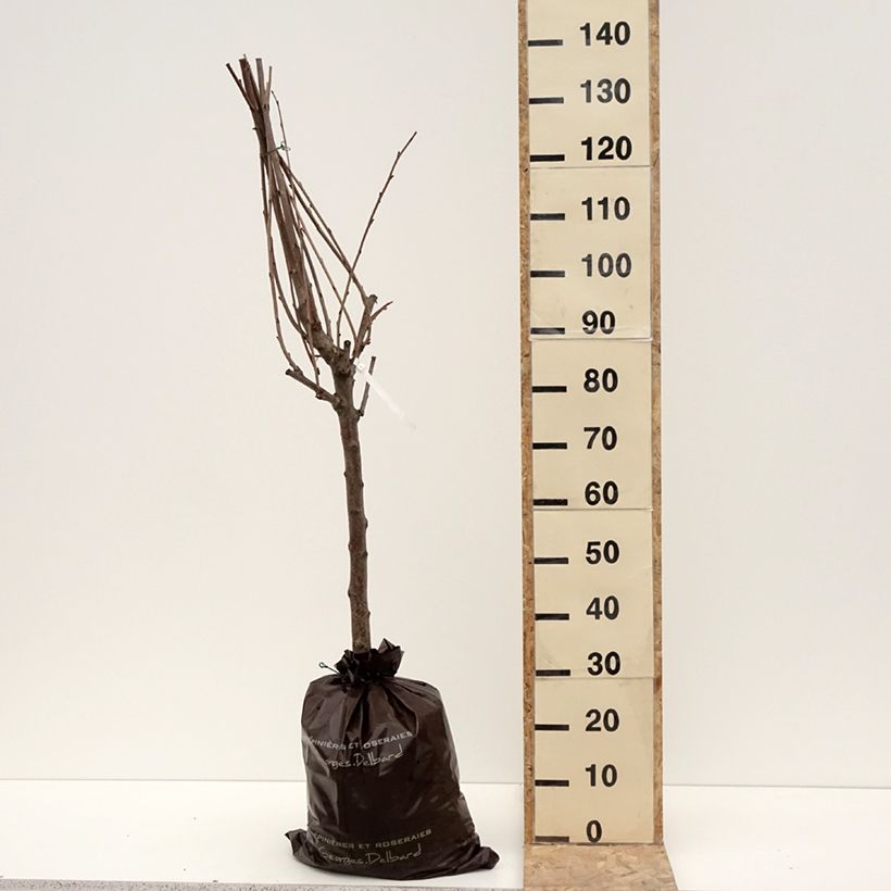 Exemplar von Süßkirsche hâtif Delbard 'Rivedel' - Prunus avium Plug "Fertig-zum-Pflanzen", Gobelet-Form wie im Winter geliefert