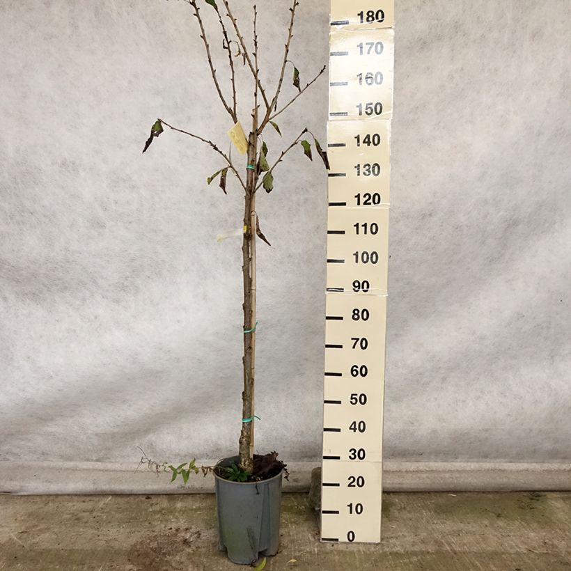 Exemplar von Süßkirsche Moreau - Prunus avium Topf mit 7,5L/10L, Halbstamm wie im Herbst geliefert