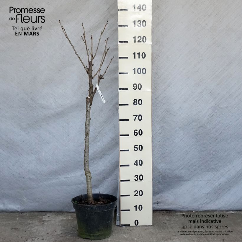 Exemplar von Süßkirsche Moreau - Prunus avium Topf mit 7,5L/10L, Gobelet-Form wie im Frühjahr geliefert