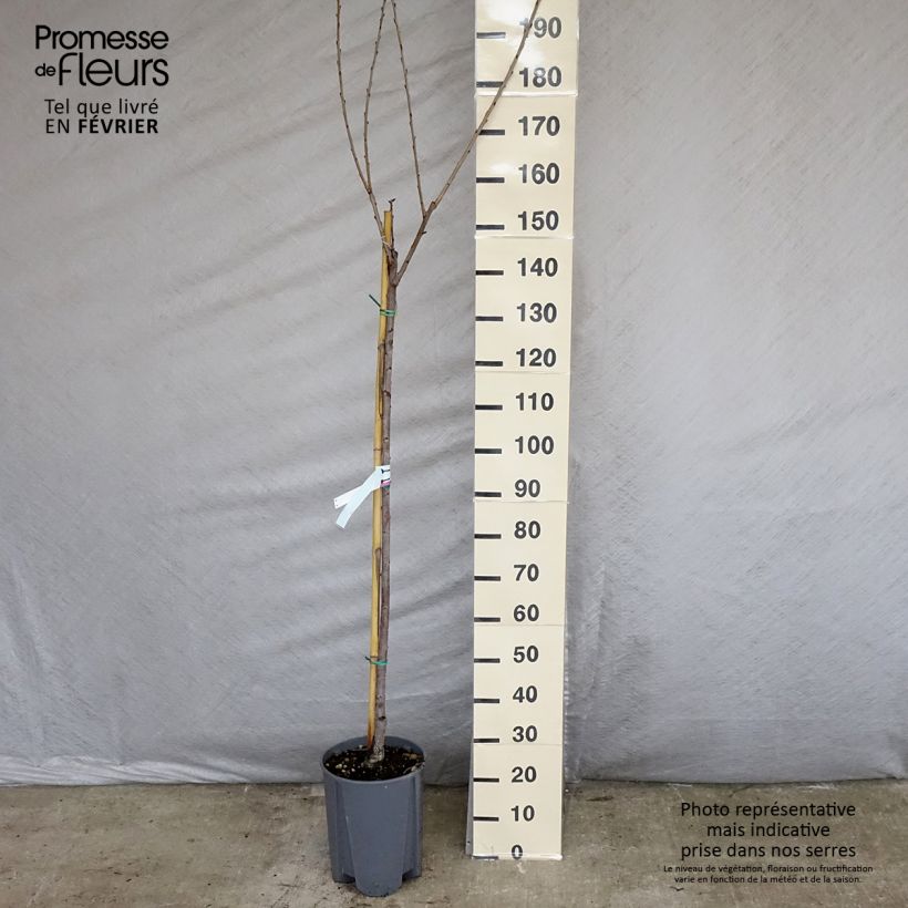 Exemplar von Süßkirsche Napoléon - Prunus avium Topf mit 7,5L/10L, Halbstamm wie im Winter geliefert
