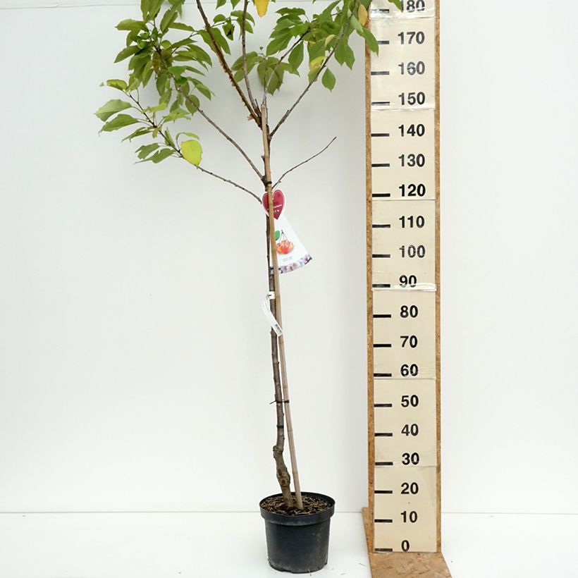 Exemplar von Süßkirsche Napoléon - Prunus avium Topf mit 7,5L/10L, Halbstamm wie im Sommer geliefert