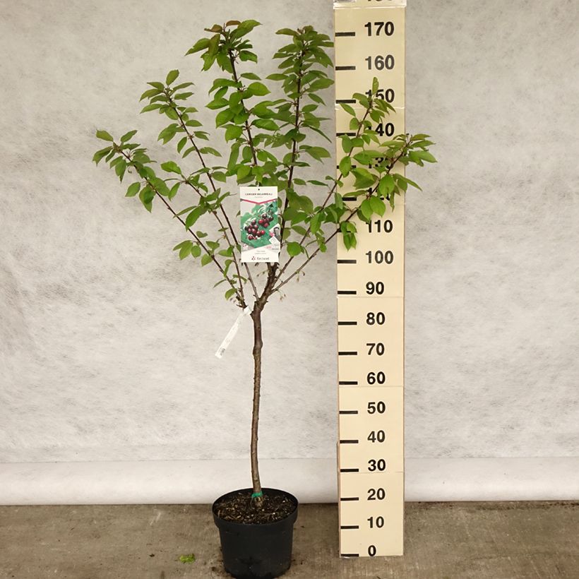 Exemplar von Süßkirsche Reverchon - Prunus avium Topf mit 7,5L/10L, Gobelet-Form wie im Frühjahr geliefert