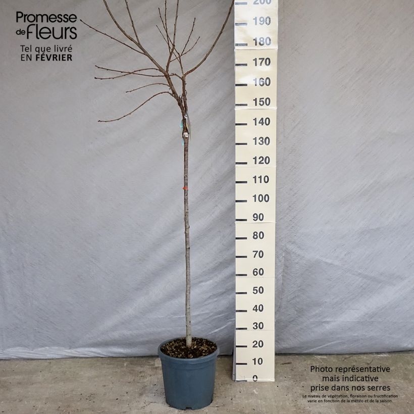 Exemplar von Süßkirsche Sunburst - Prunus avium Topf mit 7,5L/10L, Halbstamm wie im Winter geliefert