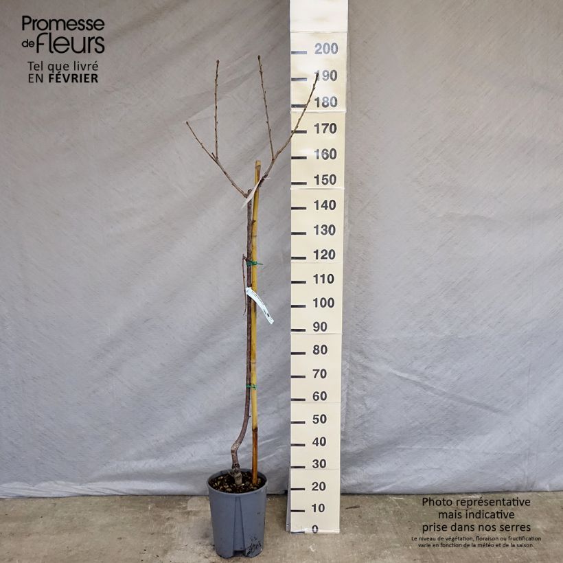 Exemplar von Süßkirsche Van - Prunus avium Topf mit 7,5L/10L, Halbstamm wie im Winter geliefert