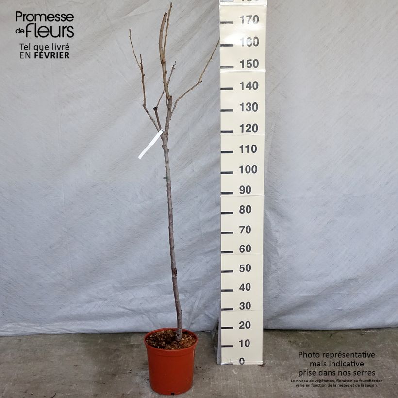Exemplar von Süßkirsche Van - Prunus avium Topf mit 7,5L/10L, Gobelet-Form wie im Winter geliefert