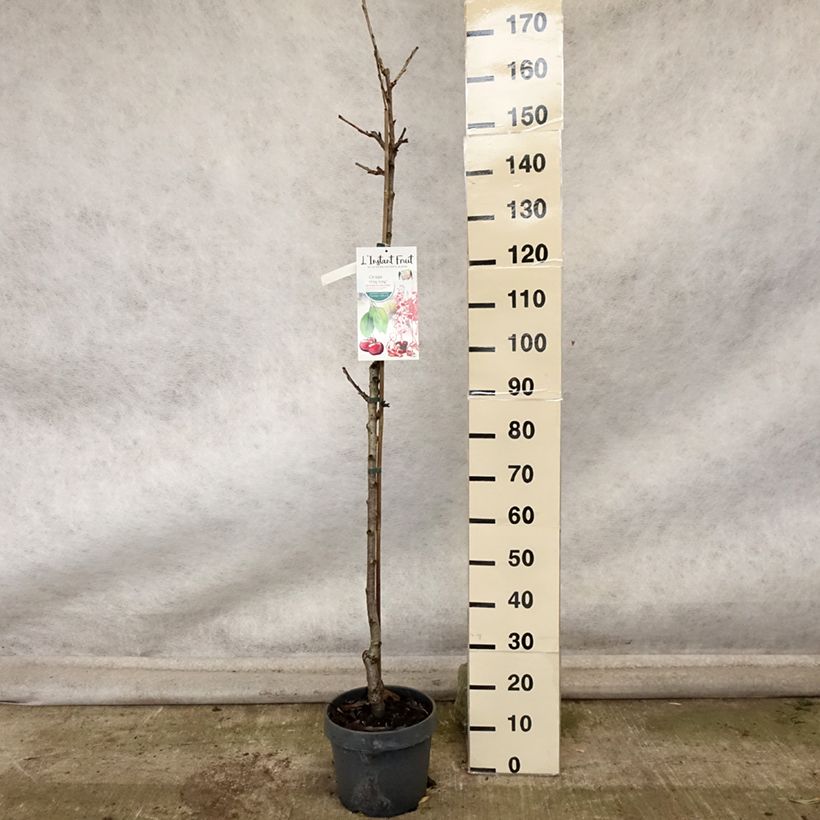 Exemplar von Sauerkirsche Hong kong - Prunus cerasus Topf mit 6L/7L, Säulenförmig wie im Herbst geliefert