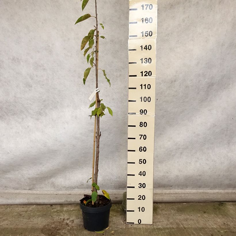 Exemplar von Sauerkirsche Shangai - Prunus cerasus Topf mit 6L/7L, Säulenförmig wie im Herbst geliefert