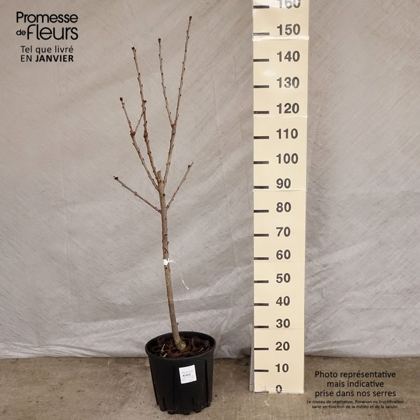 Exemplar von Süßkirsche Sylvia - Prunus avium Topf mit 7,5L/10L, Gobelet-Form wie im Winter geliefert