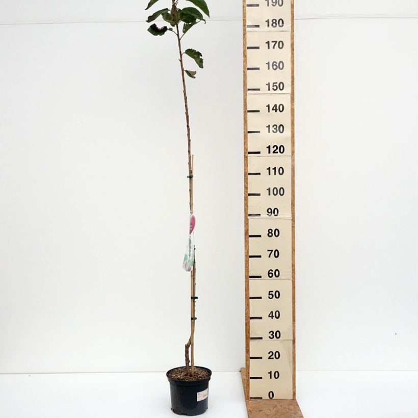 Exemplar von Süßkirsche Sylvia - Prunus avium Topf mit 4L/5L, Säulenförmig wie im Herbst geliefert