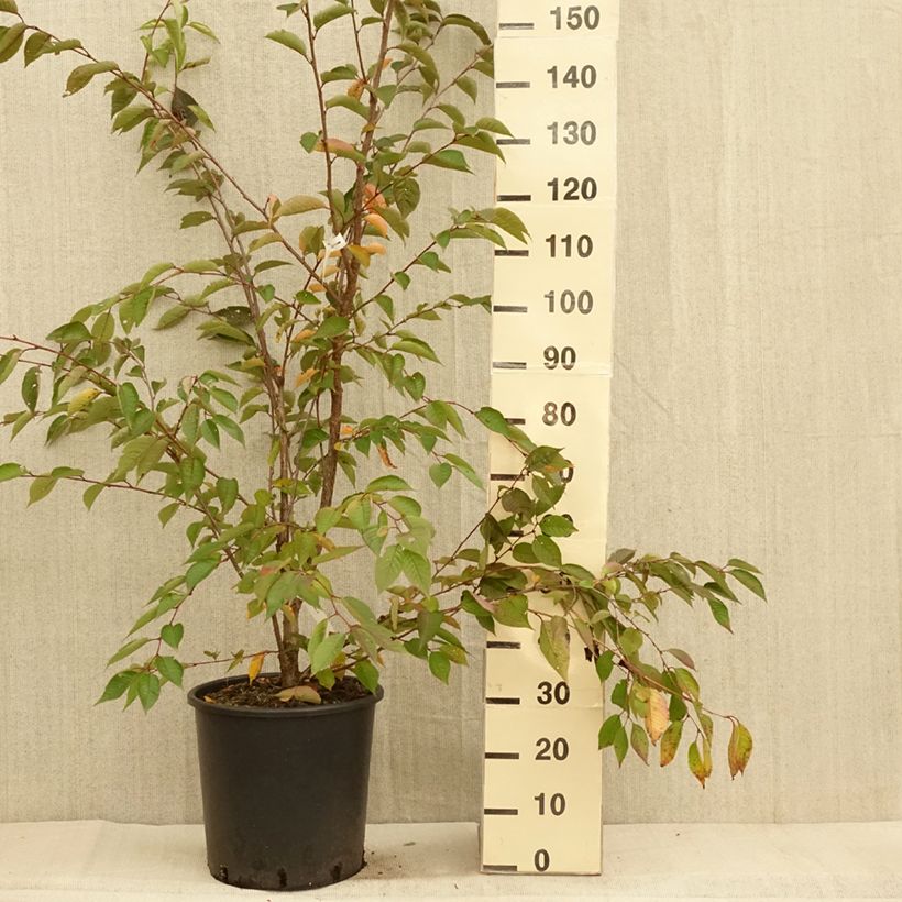 Exemplar von Zierkirsche Accolade - Prunus Topf mit 18L/20L wie im Herbst geliefert