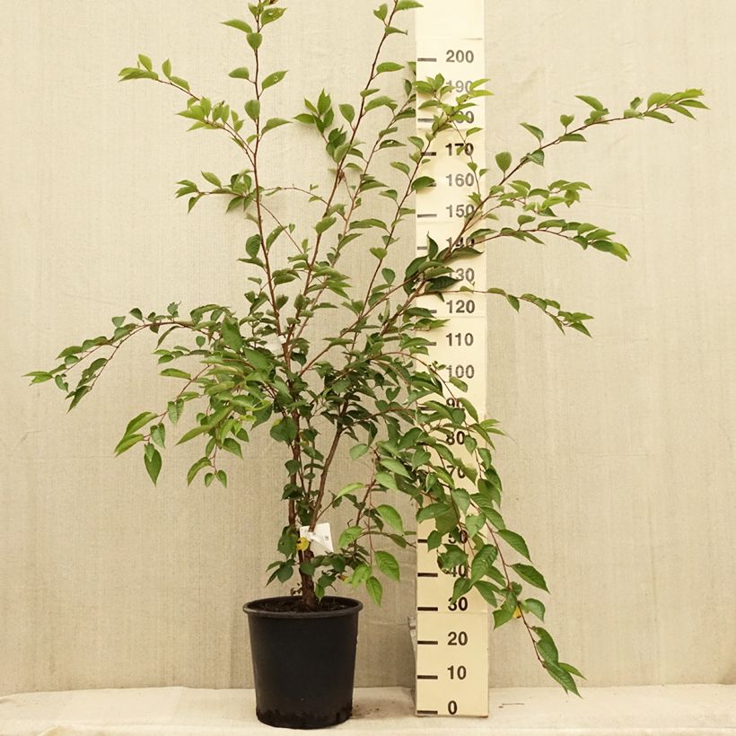 Exemplar von Zierkirsche Accolade - Prunus Topf mit 18L/20L, Halbstamm wie im Sommer geliefert