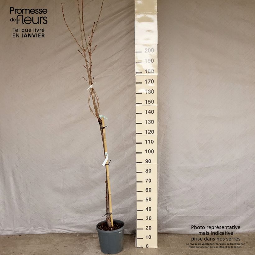 Exemplar von Zierkirsche Kanzan - Prunus serrulata Topf mit 7,5L/10L wie im Winter geliefert