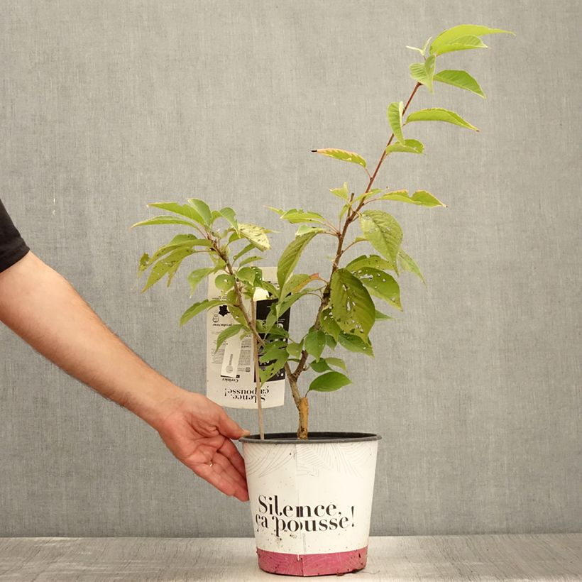 Exemplar von Zierkirsche Kanzan - Prunus serrulata Topf mit 4L/5L, Strauch wie im Sommer geliefert