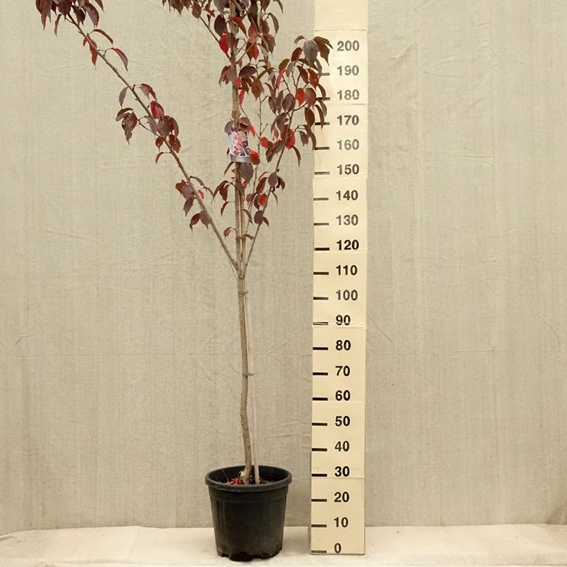 Exemplar von Zierkirsche Royal Burgundy - Prunus serrulata Topf mit 12L/15L wie im Herbst geliefert