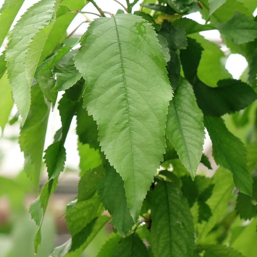 Sauerkirsche Bigarreau Burlat und Napoléon Duo - Prunus cerasus (Laub)