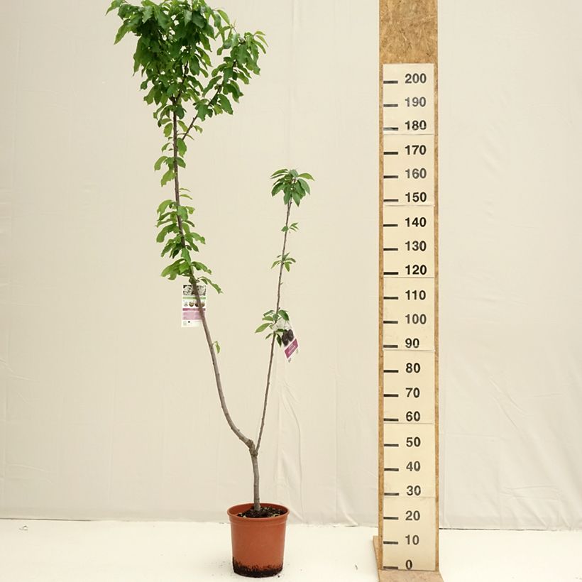 Exemplar von Sauerkirsche Bigarreau Burlat und Napoléon Duo - Prunus cerasus Topf mit 7,5L/10L wie im Frühjahr geliefert