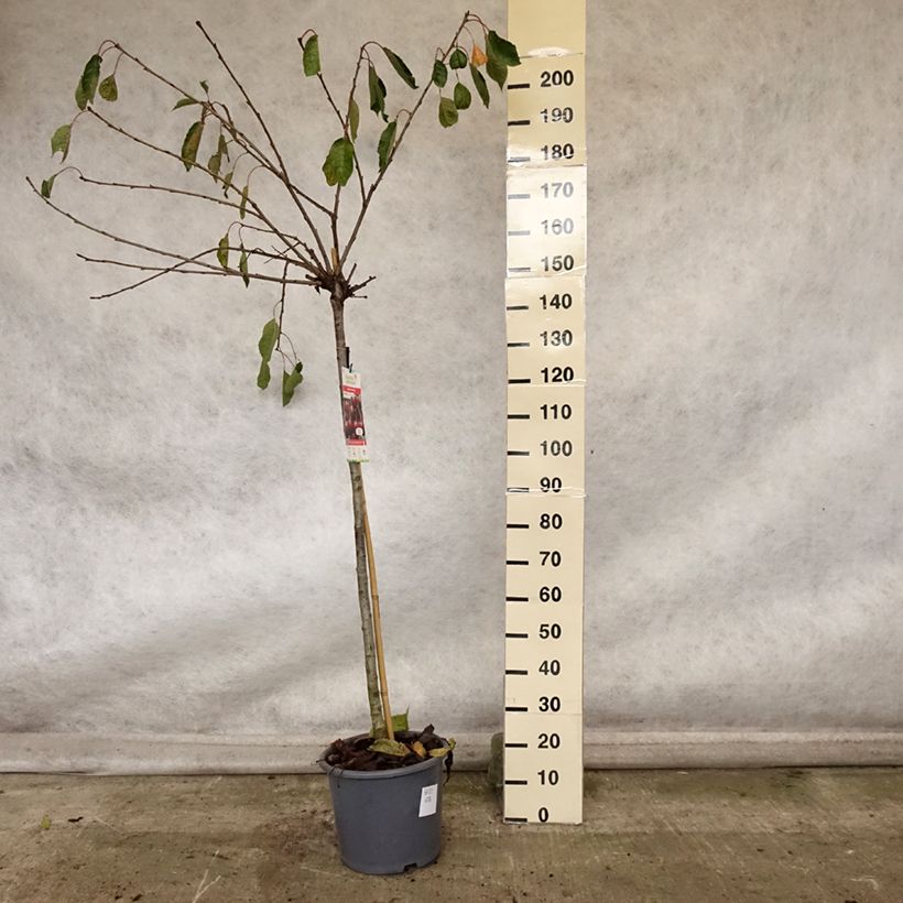 Exemplar von Sauerkirsche Early Rivers - Prunus cerasus Topf mit 7,5L/10L, Halbstamm wie im Herbst geliefert