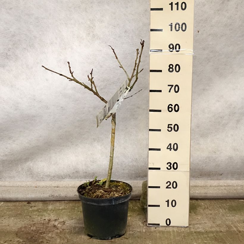 Exemplar von Sauerkirsche Early Rivers - Prunus cerasus Topf mit 7,5L/10L, Gobelet-Form wie im Herbst geliefert