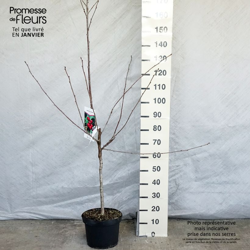 Exemplar von Sauerkirsche Early Rivers - Prunus cerasus Topf mit 7,5L/10L, Gobelet-Form wie im Winter geliefert