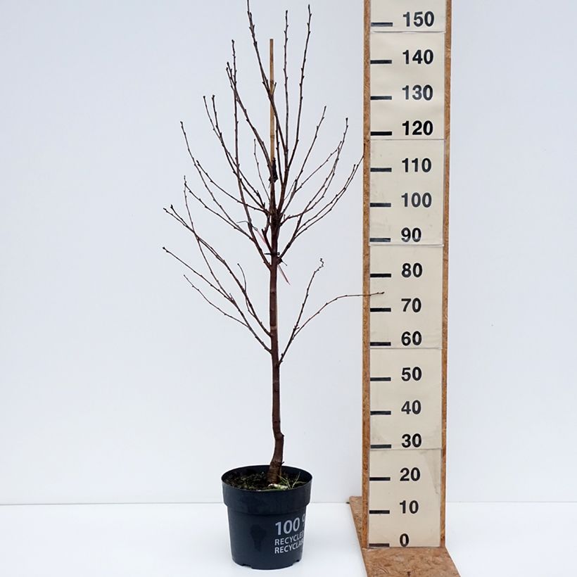 Exemplar von Sauerkirsche Kelleriis16 Bio - Prunus cerasus Topf mit 4L/5L, 1/4 Stängel wie im Herbst geliefert
