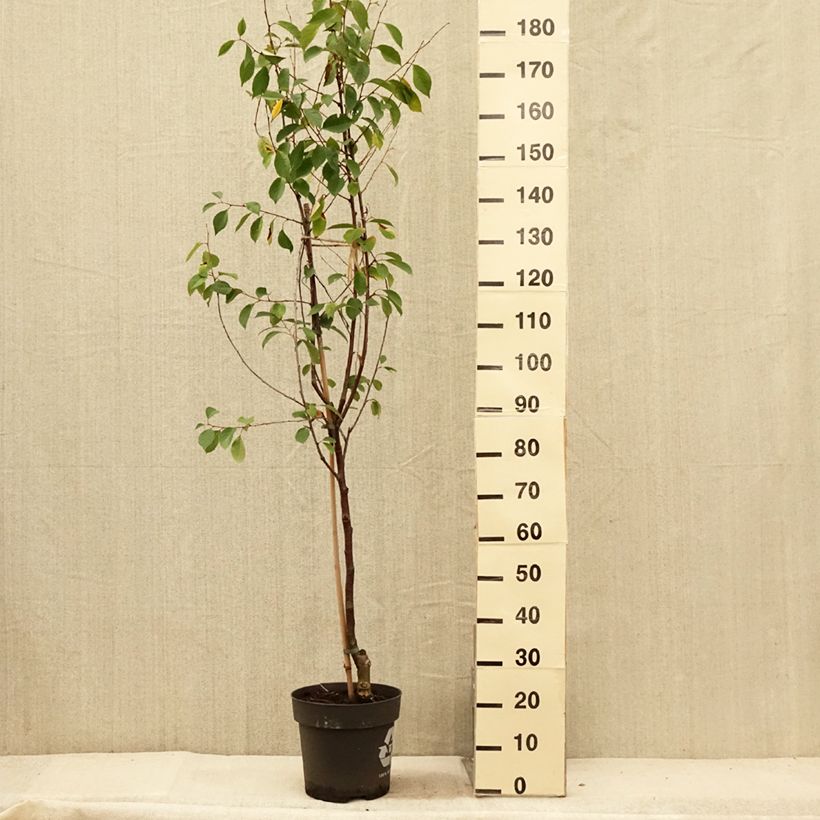 Exemplar von Sauerkirsche Kelleriis16 Bio - Prunus cerasus Topf mit 4L/5L, 1/4 Stängel wie im Sommer geliefert
