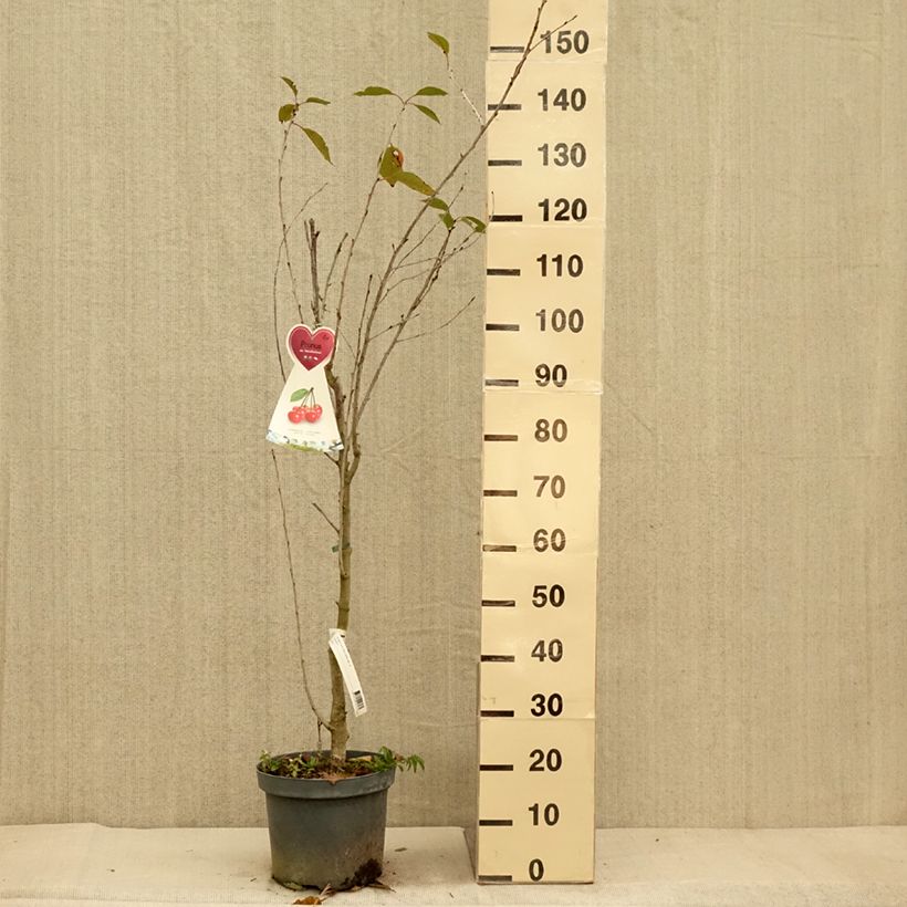 Exemplar von Sauerkirsche Kelleriis15 - Prunus cerasus Topf mit 7,5L/10L, Gobelet-Form wie im Herbst geliefert
