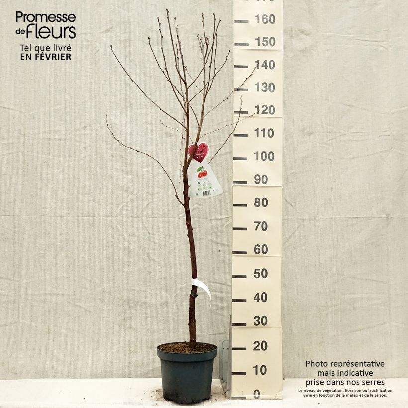 Exemplar von Sauerkirsche Kelleriis15 - Prunus cerasus Topf mit 7,5L/10L, Gobelet-Form wie im Winter geliefert