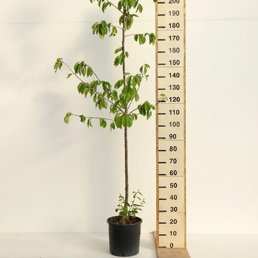 Exemplar von Süßkirsche Kordia - Prunus avium Topf mit 20L/25L, Halbstamm wie im Frühjahr geliefert