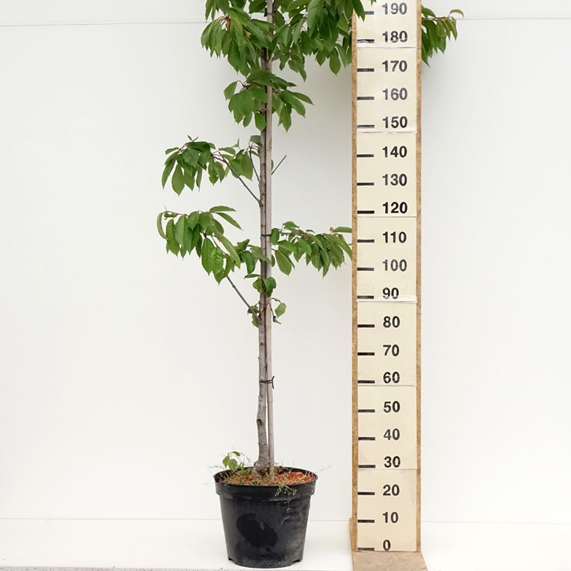 Exemplar von Süßkirsche Kunzego (Kunzes Kirche) - Prunus avium Topf mit 20L/25L, Halbstamm wie im Frühjahr geliefert