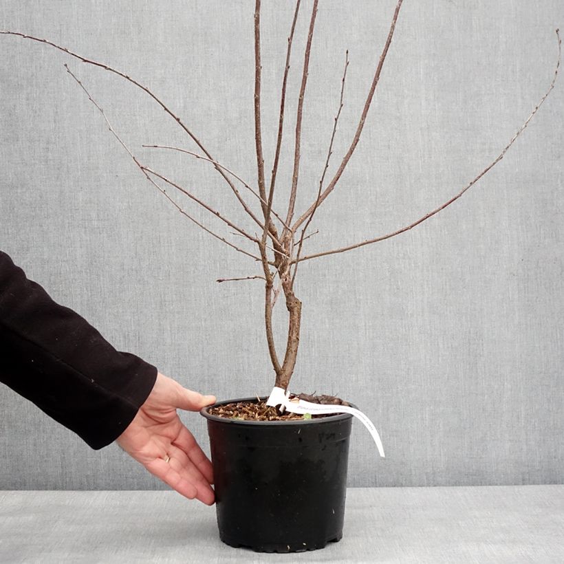 Exemplar von Sauerkirsche Carmine Jewel - Prunus cerasus x fruticosa Topf mit 2L/3L wie im Winter geliefert