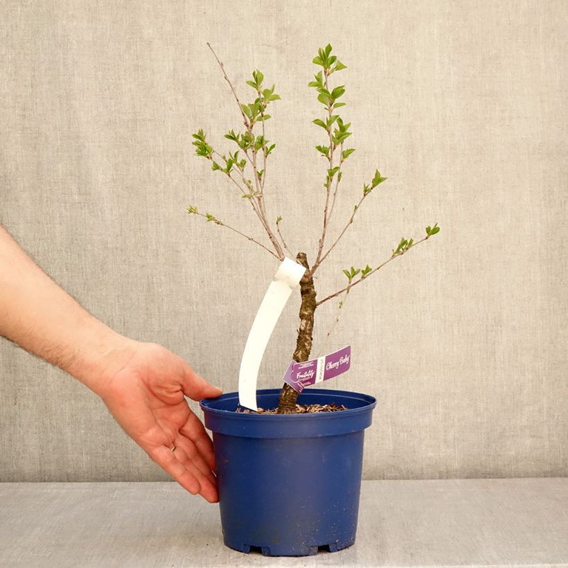 Exemplar von Sauerkirsche Fruitality Cherry Baby (‘Porthos’) - Prunus cerasus Topf mit 2L/3L, Strauch/Busch, mehrstämmig wie im Frühjahr geliefert