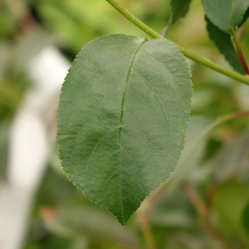 Sauerkirsche Fruitality Cherry Baby (‘Porthos’) - Prunus cerasus (Laub)