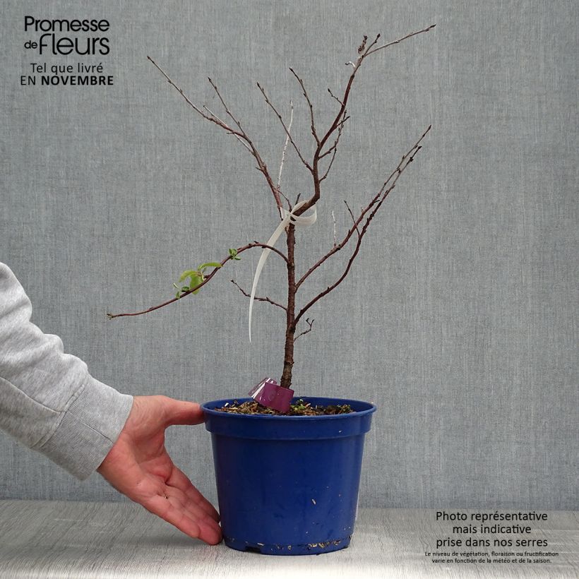 Exemplar von Sauerkirsche Fruitality Cherry Baby (‘Porthos’) - Prunus cerasus Topf mit 2L/3L, Strauch/Busch, mehrstämmig wie im Herbst geliefert