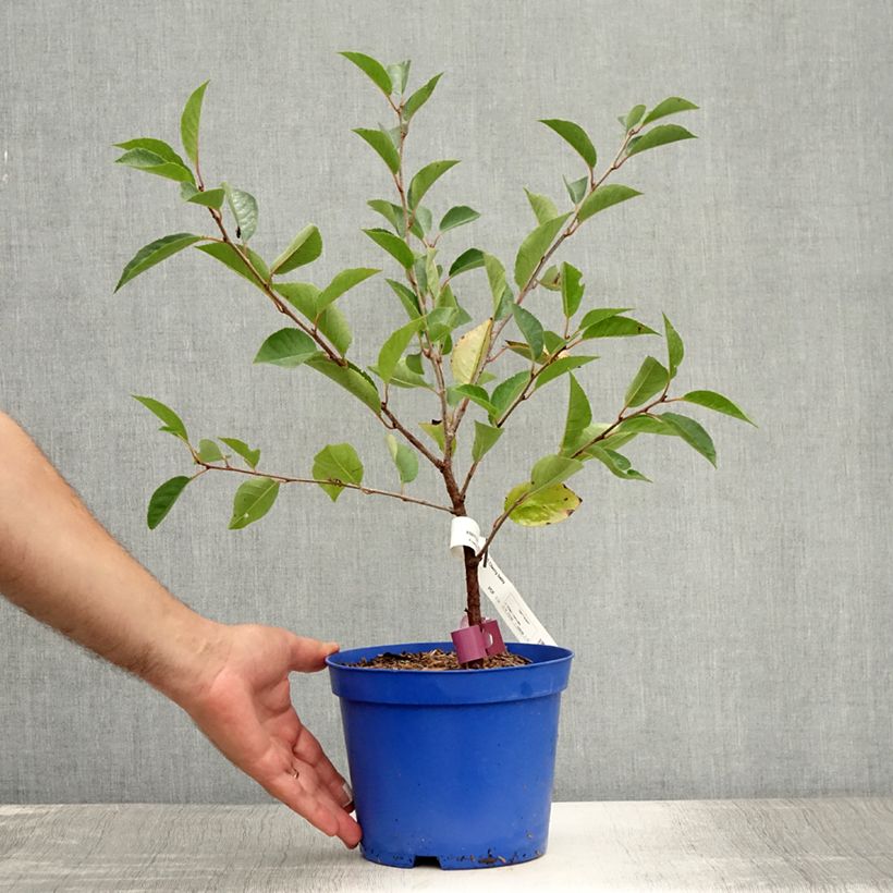 Exemplar von Sauerkirsche Fruitality Cherry Baby (‘Porthos’) - Prunus cerasus Topf mit 2L/3L, Strauch/Busch, mehrstämmig wie im Sommer geliefert