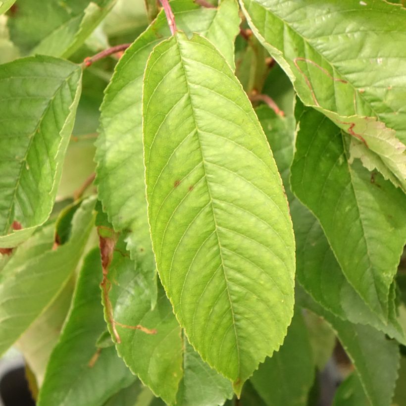 Sauerkirsche Fruit Me Cherry Me - Prunus cerasus (Laub)