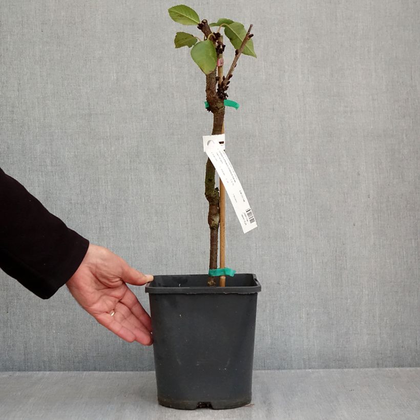 Exemplar von Sauerkirsche Fruit Me Cherry Me Lapins - Prunus cerasus Topf mit 4L/5L, Zwergform wie im Herbst geliefert