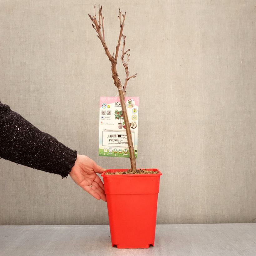 Exemplar von Süßkirsche Garden Bing - Prunus avium Topf mit 6L/7L, 1/4 Stängel wie im Winter geliefert