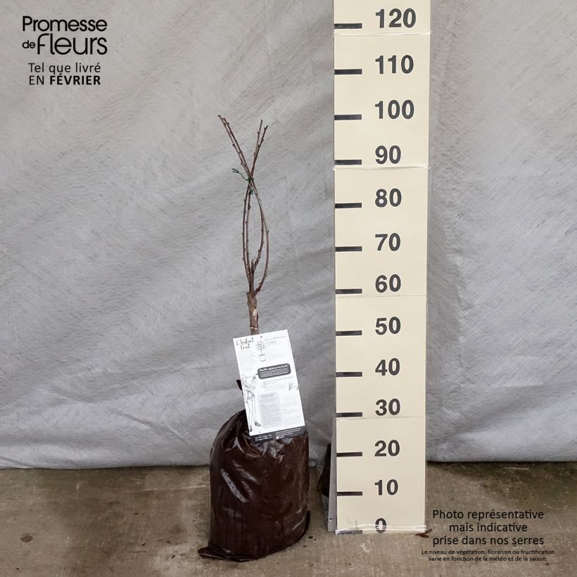 Exemplar von Cerisier nain Griotella - Georges Delbard Motte Prêt-à-planter 1/4 de tige wie im Winter geliefert