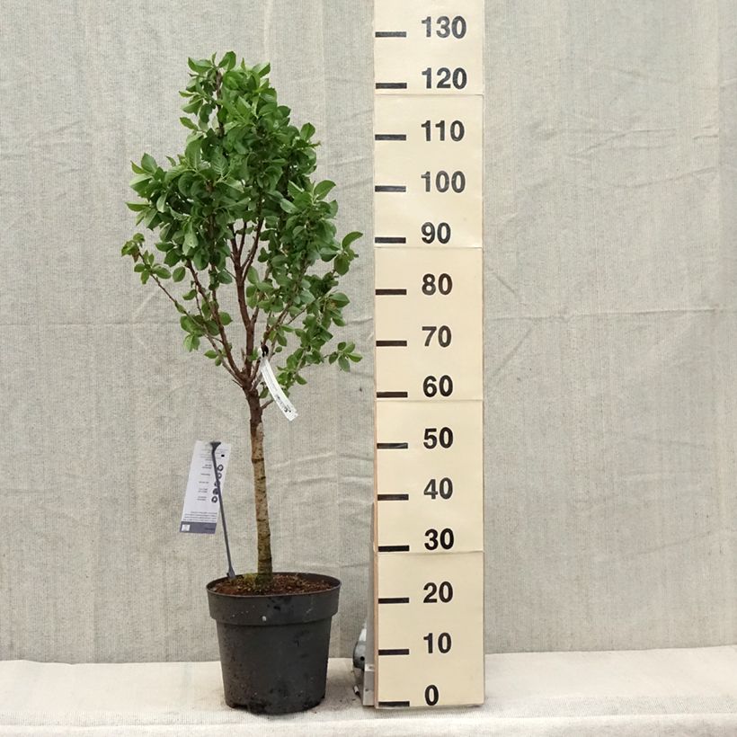Exemplar von Süßkirsche Piemont - Prunus avium Topf mit 7,5L/10L, 1/4 Stängel wie im Frühjahr geliefert