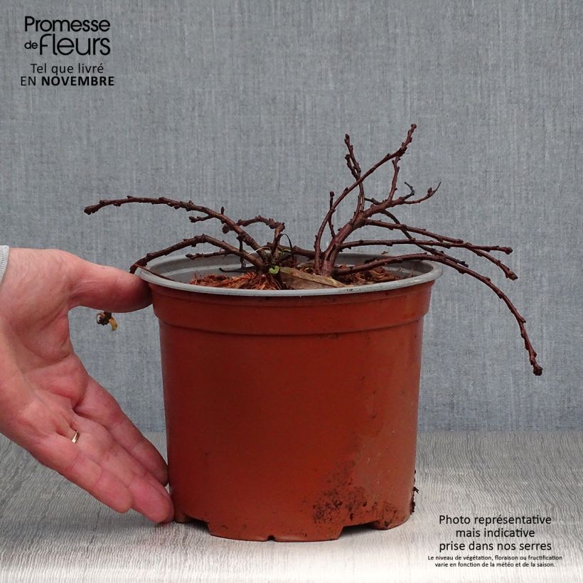 Exemplar von Zierpfirsich Depressa - Prunus pumila Topf mit 2L/3L wie im Herbst geliefert