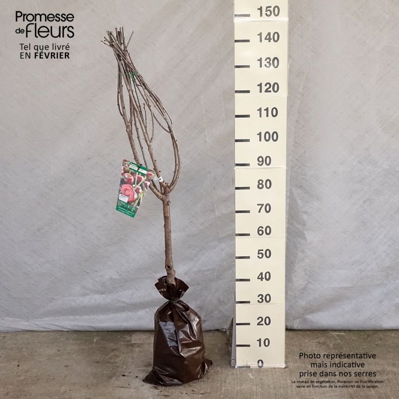 Exemplar von Sauerkirsche Cerise Allégria Delbard delkarsun - Prunus cerasus Plug "Fertig-zum-Pflanzen", Gobelet-Form wie im Winter geliefert