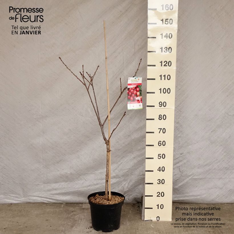 Exemplar von Sauerkirsche Rainier - Prunus cerasus Topf mit 7,5L/10L, Gobelet-Form wie im Winter geliefert