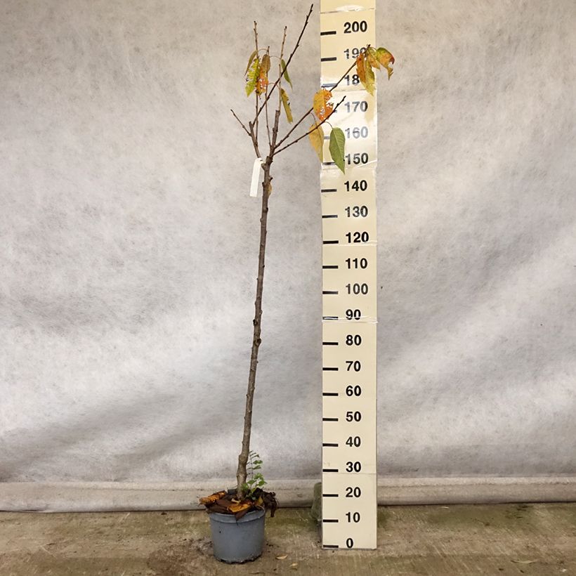 Exemplar von Süßkirsche Schneiders Späte Knorpelkirsche - Prunus avium Topf mit 7,5L/10L, Halbstamm wie im Herbst geliefert