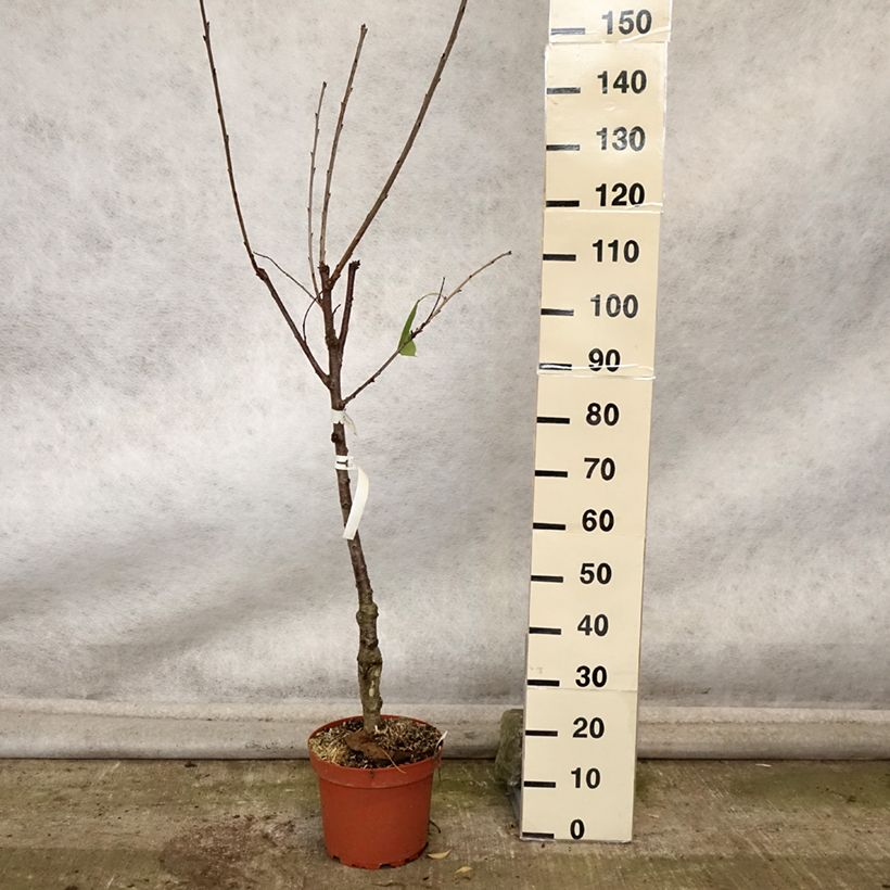 Exemplar von Süßkirsche Schneiders Späte Knorpelkirsche - Prunus avium Topf mit 7,5L/10L, Gobelet-Form wie im Herbst geliefert